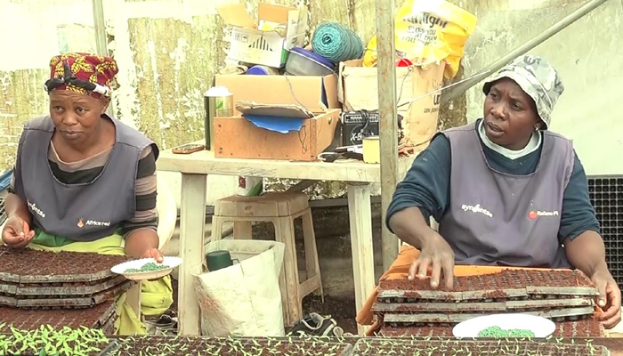 Lister Kinuthia: Kajiado Farmer Who Turned Three-Quarters Acre Farm Into A Thriving Seedling Nursery Firm