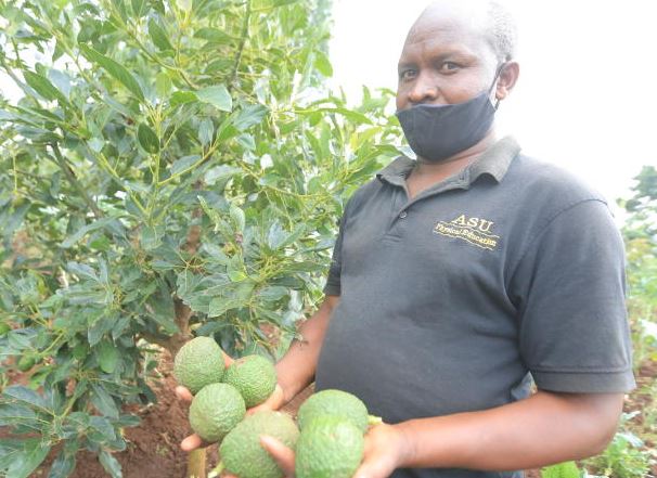 Jeremiah Mbaka: Kisii Man Who Quit His Job for Avocado Farming, Makes Ksh 500,000 Annually From 300 Avocado Trees