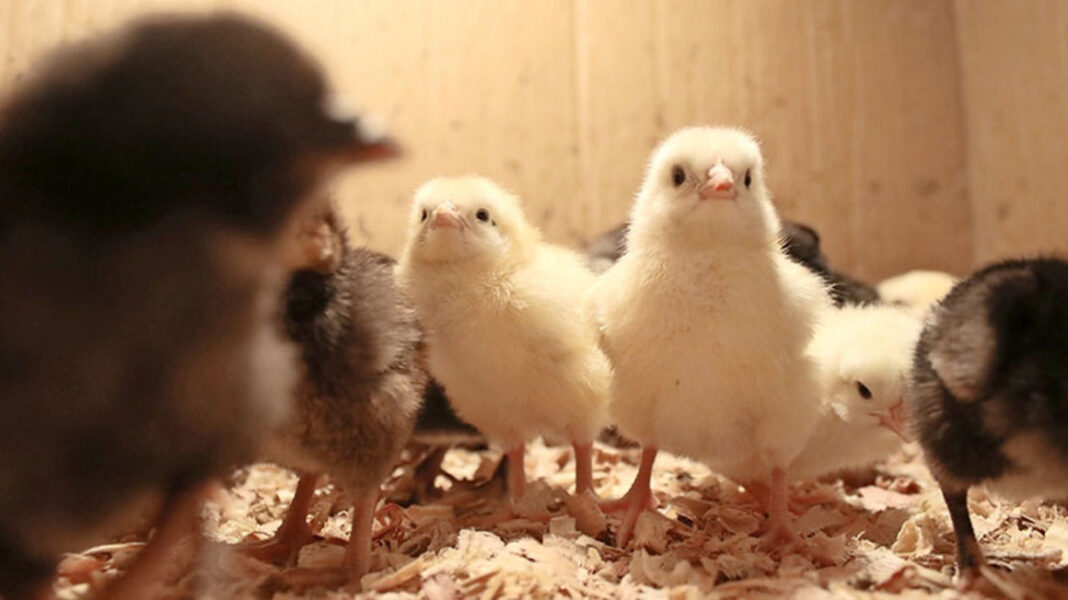 Anastasia Mueni: How I Started With 100 Day-Old Layer Chicks And Ended Up Making Ksh 96,000 Monthly From Egg Sales
