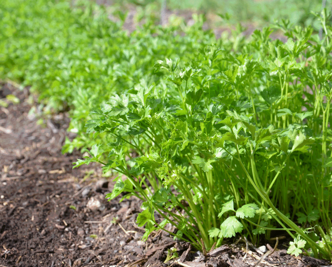 Stephen Wachira: Communication Engineer Minting Cash From Parsley Farm, One Of The Largest Crop Exporters In Kenya