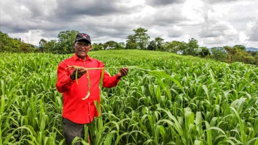 Mzee Jonah Malika: 84-Year-Old Man Who Found Fortune In Fodder Grasses