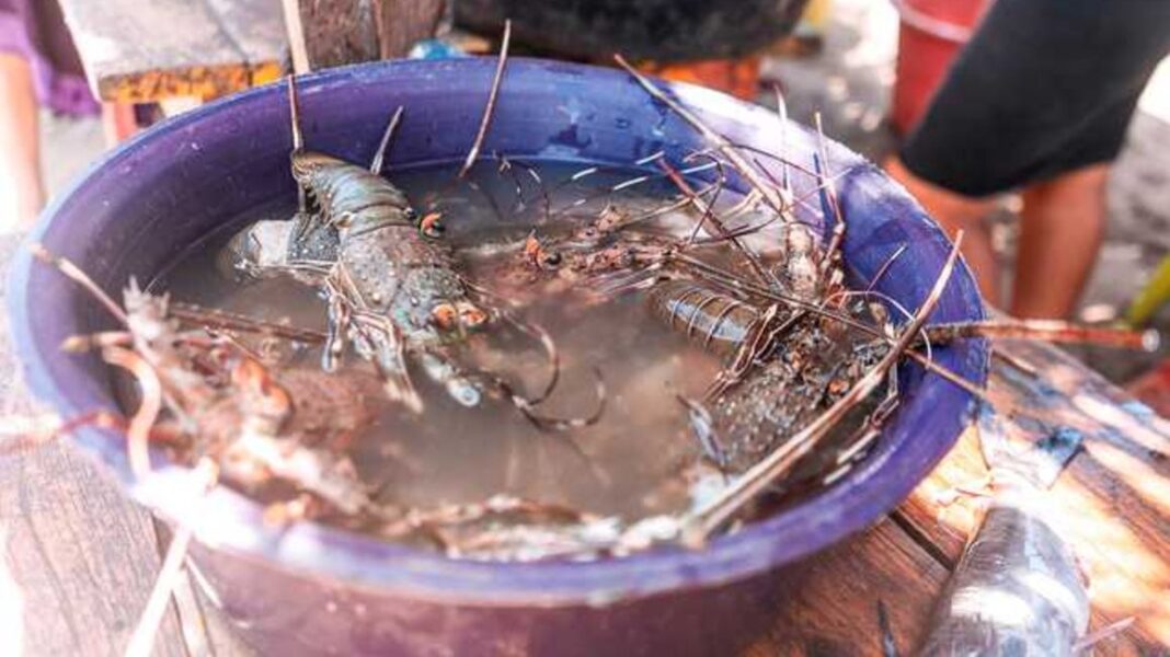 Iqbal Abdallah: Tana River Farmer Making Up To Ksh 800,000 Monthly Profit From Innovative Lobster Farming Ventures