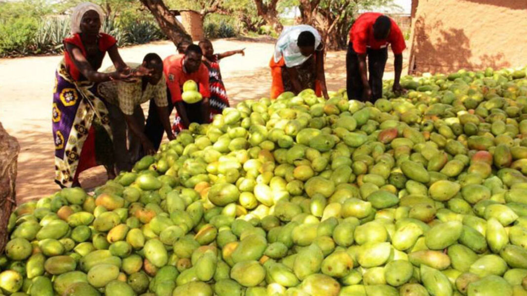 Mutheu Kithuma: Why I Quit Tourism And Ended Up Establishing A Major Mango Export Venture In Kenya