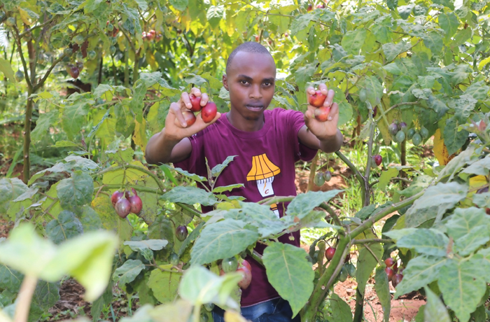 Josphat Kiarie: Engineering Graduate Who Turned A Thriving Tree Tomato Farming After Job Search Challenges