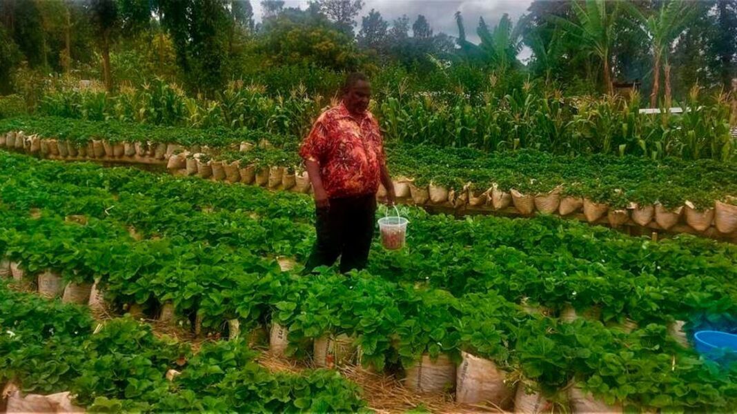 Gitonga Musa: Retired Teacher Minting cash From Strawberry Farming
