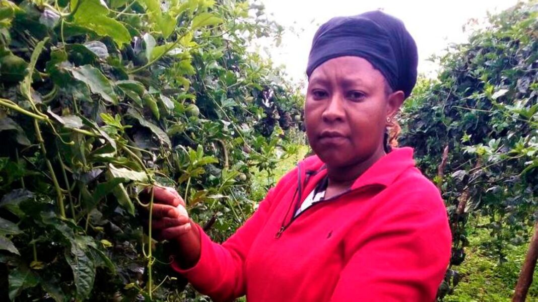 Nancy Wambui: Nyeri Entrepreneur Who Quit French Beans And Snow Peas Farming To Strike Gold In Passion Fruit Farming