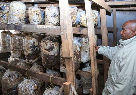 Yabesh Chweya: 70-Year-Old Man Who Left US To Venture Into Mushroom Farming In Kenya, Earns Up To 300k In Four Months