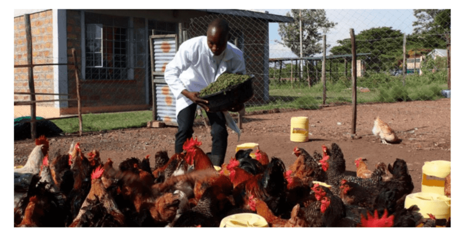 Victor Ouma’s Journey To Success: From Jobless Graduate To Biggest Poultry Farmer In Kendu Bay 