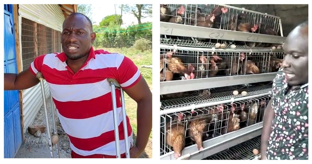 Francis Muriuri: Accountant Making Upto Ksh180,000 Per Month From Chicken Farming 