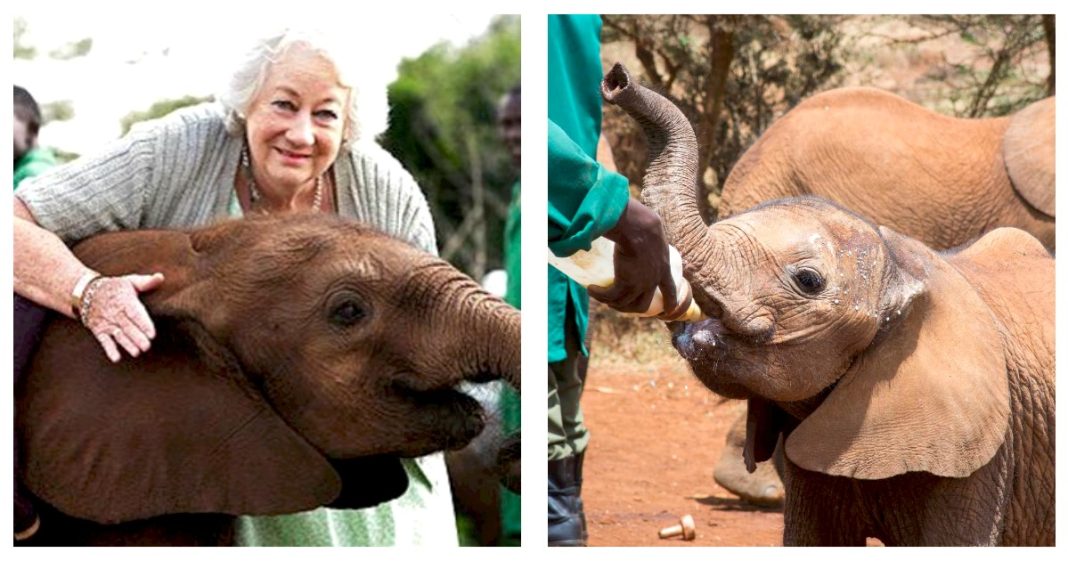 Dame Daphne Marjorie Sheldrick: Kenya High Alumna Behind The Popular Elephant Orphanage