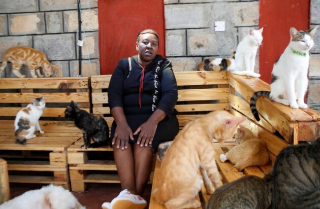 Rachel Kabue: Kenyan Providing Shelter To 635 Cats In Her Four Bedroom Home