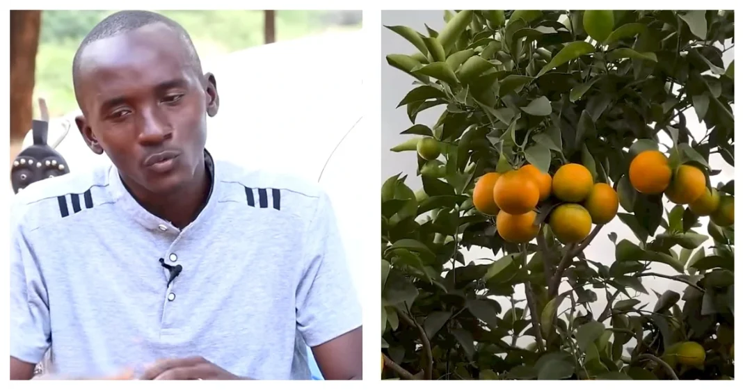 Haron Muthini: I Make Ksh1.8 Million From A Single Pixie Orange Harvest