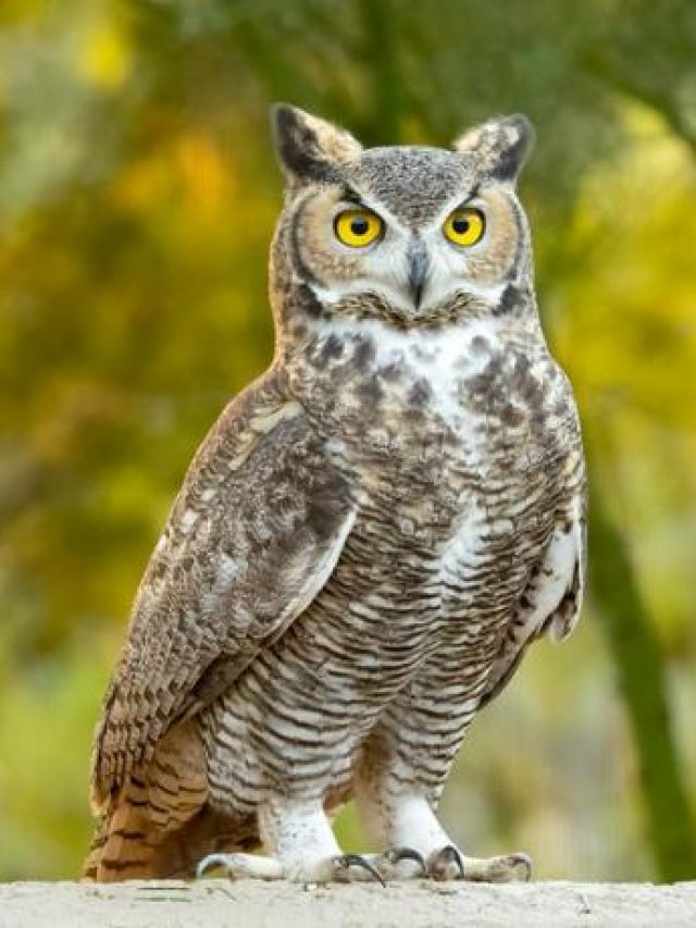 Ten Most Feared Animals In Kenya