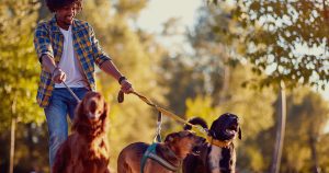 Making money as a Dog walker.