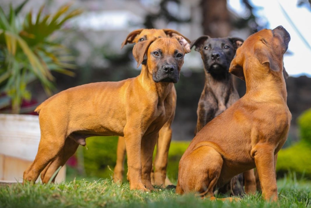 Expensive Dog Breeds Owned by Kenyans 
