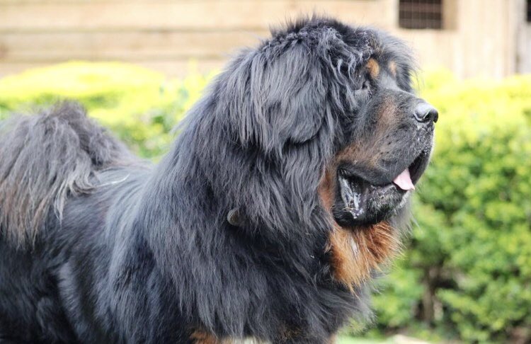 Expensive Dog Breeds Owned by Kenyans 