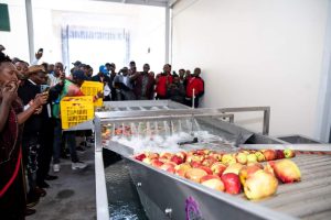 Wambugu Apples.