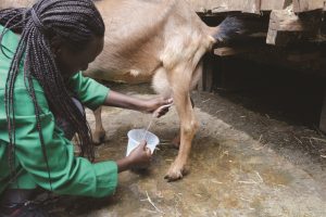 Violet Macharia demonstrates how to milk a goat at her Mash Farm in Kahawa West, Nairobi. |Photo| Courtesy|