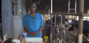 Kiambu dairy farmer Naomi Ruara at her farm. |Photo| Courtesy|