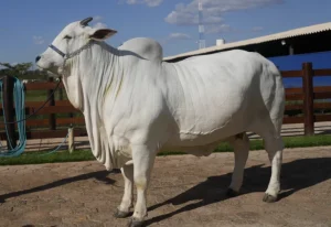 Nelore cow