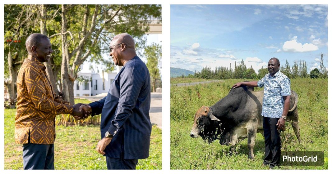 Intona Ranch: How Ruto Acquired The 900-acre Kilgoris Land 