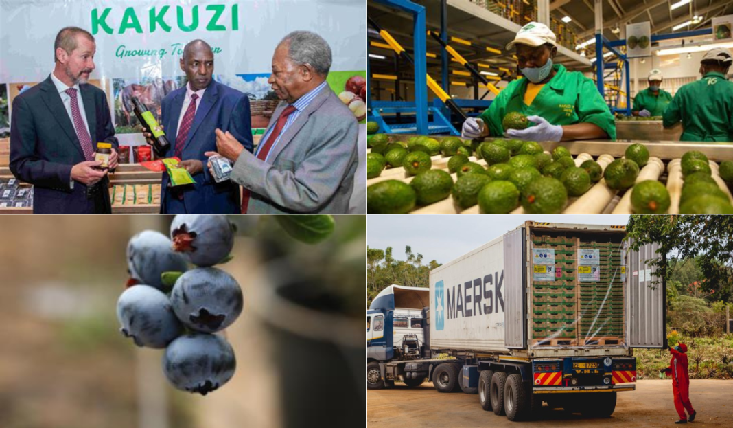 Collage images of the Kakuzi Plc maanagement in a past expo, a staff assessing avocado at the packhouse, blueberries, and a longhaul vehicle shipping produce out of Kakuzi. |Photos| Courtesy|